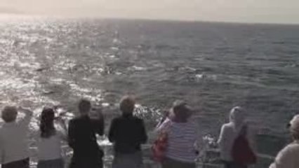 Footage of Humpback Whales in Moreton Bay