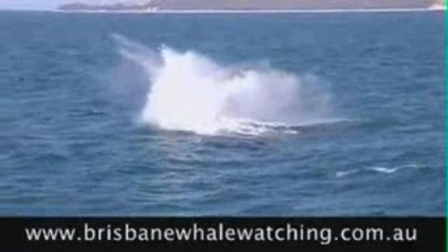 Whale Watching Tours Moreton Bay
