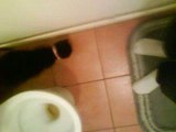 chat ki va au toilette