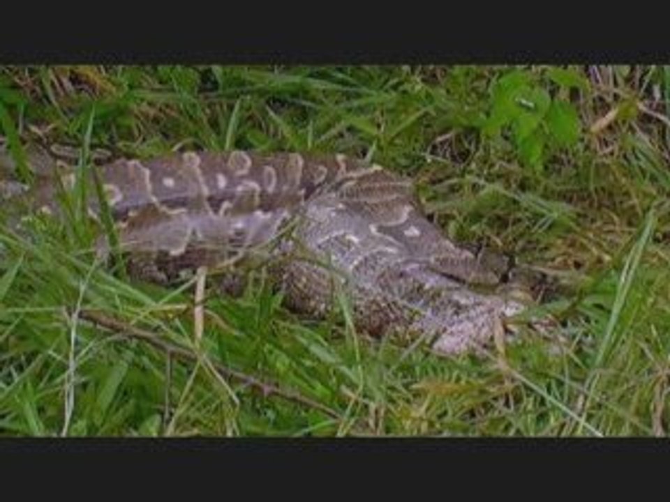 African Rock Python
