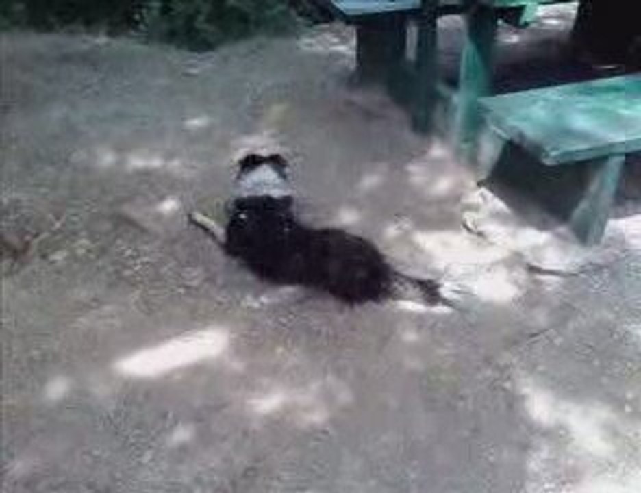 Lola