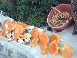 KARADENİZLİLER BELGRAT ORMANLARINDA MANTAR