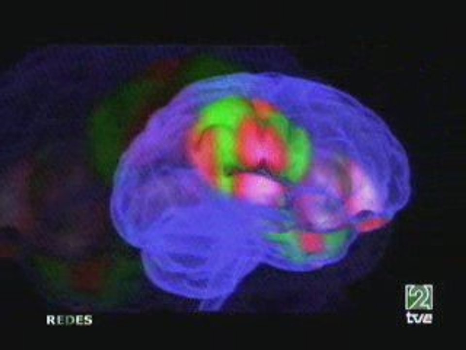 Cerebro y malos tratos