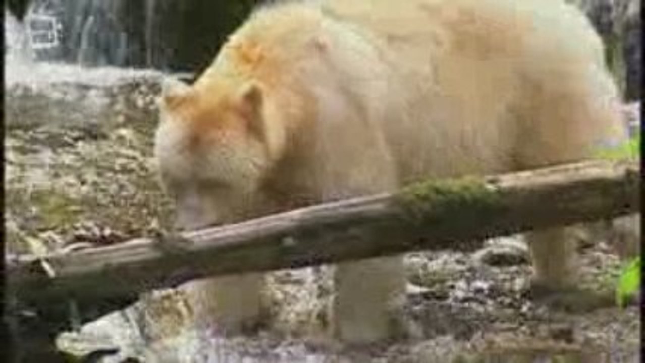 Ours de Kermode (Ursus americanus)