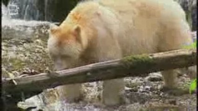 Ours de Kermode (Ursus americanus)