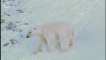 Polar Bear - Ours polaire (Ursus maritimus) 2