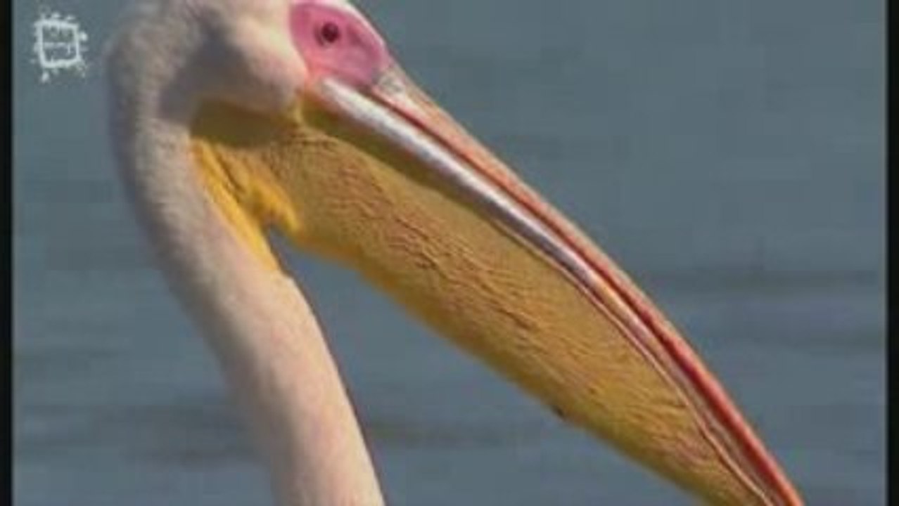 Pelican blanc (pelecanus onocrotalus)