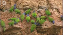 Perroquets Ara Repas (Ara Ararauna) (Ara macao)