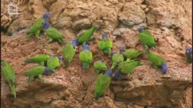 Perroquets Ara Repas (Ara Ararauna) (Ara macao)