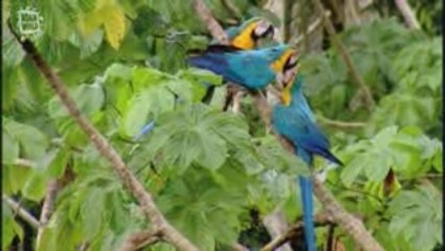 Perroquet Ara bleu (Ara ararauna)