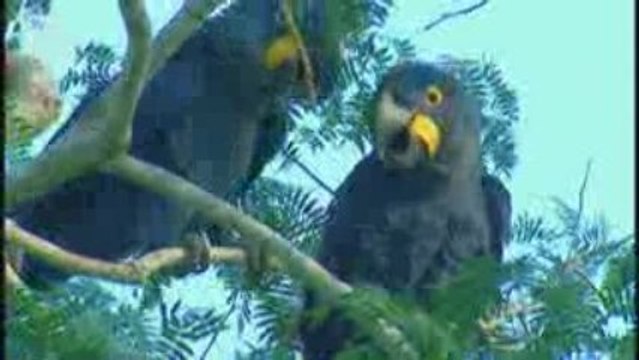 Perroquet Ara hyacinthe (Anodorhynchus hyacinthinus)