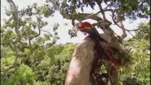 Perroquet Ara rouge ara macao (Ara macao)