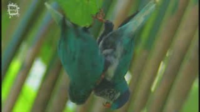 Perruche lori ultramarina (Vini ultramarina)