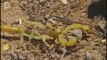 Scorpion velu (Hadrurus arizonensis)