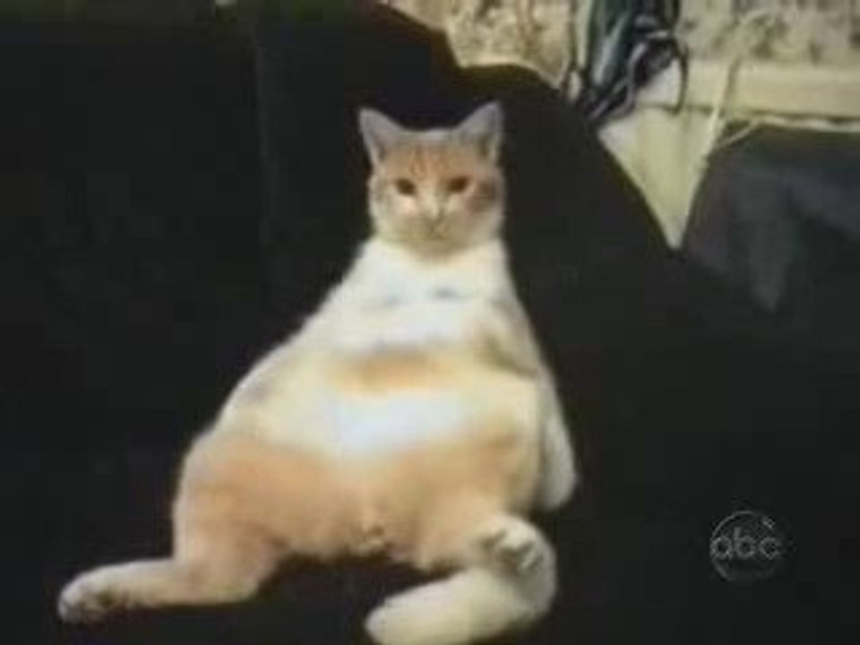 Gatti matti