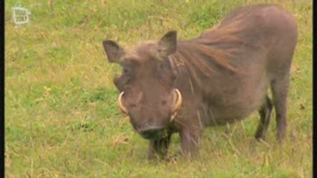 Phacochere du cap (phacochoerus aethiopicus)