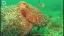 Pieuvre (Octopus vulgaris)