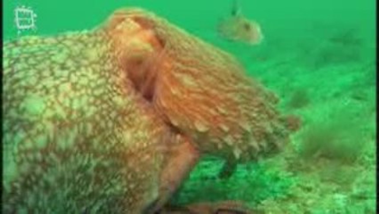 Pieuvre (Octopus vulgaris)