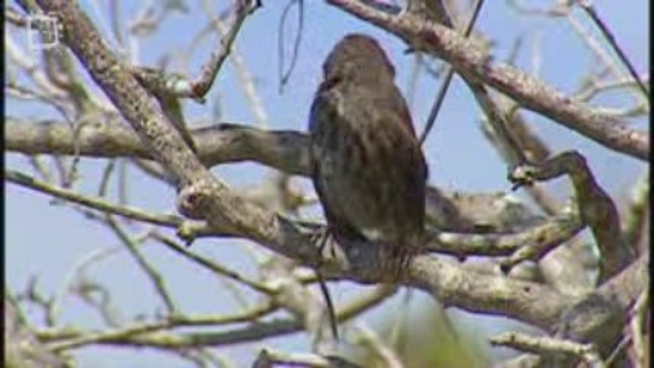 Pinson de Darwin (Geospiza magnirostris)