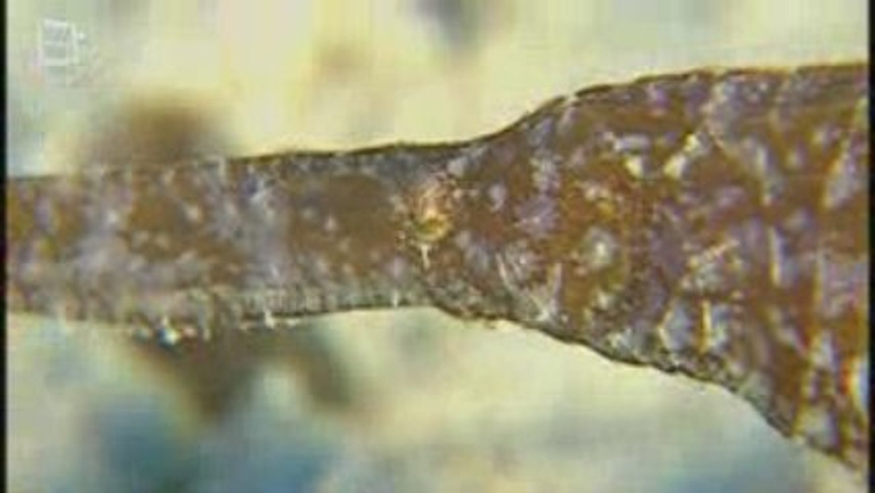 Poisson feuille (Ablabystaenianotus)