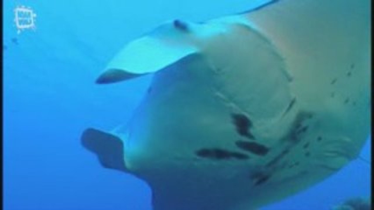 Manta ray - Raie Manta (Manta birostris) 2