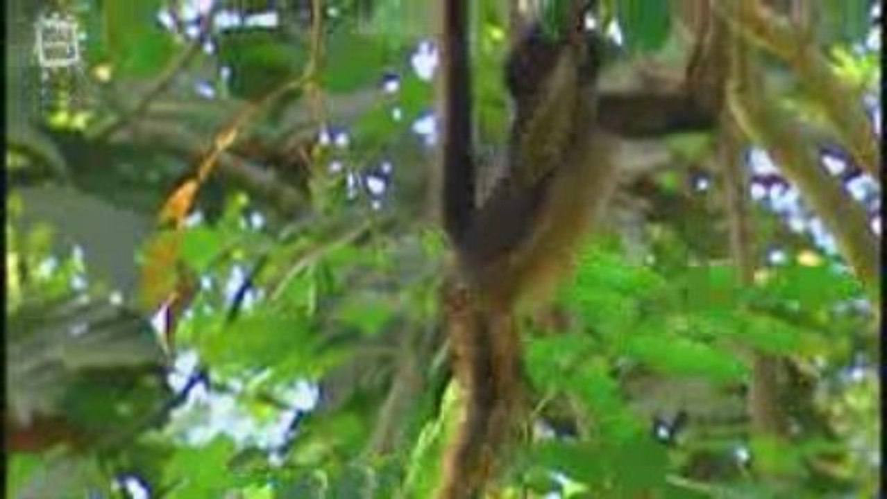 Singe atele ou singe araignee (Ateles geoffroyi)