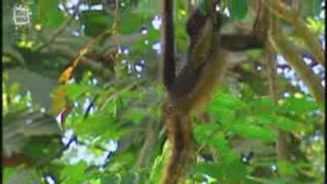 Singe atele ou singe araignee (Ateles geoffroyi)