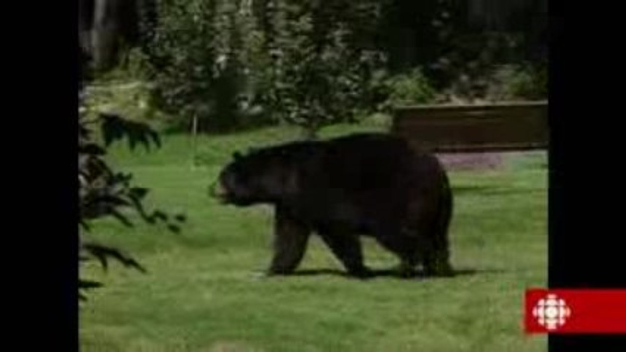 Des ours noirs en ville!