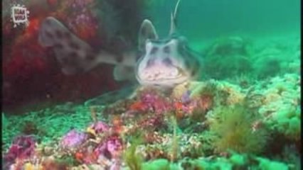 Requin dormeur a crete (Heterodontus galeatus)