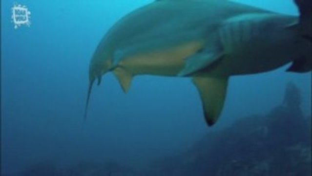 Scalloped hammerhead - Requin marteau (Sphyrna lewini)