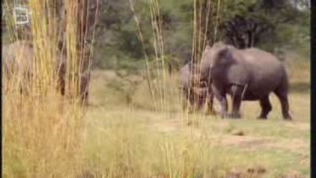 White Rhinoceros blanc D'Afrique (Ceratotherium simum)