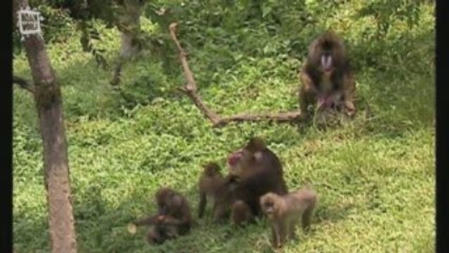 Mandrill (Mandrillus sphinx) 1