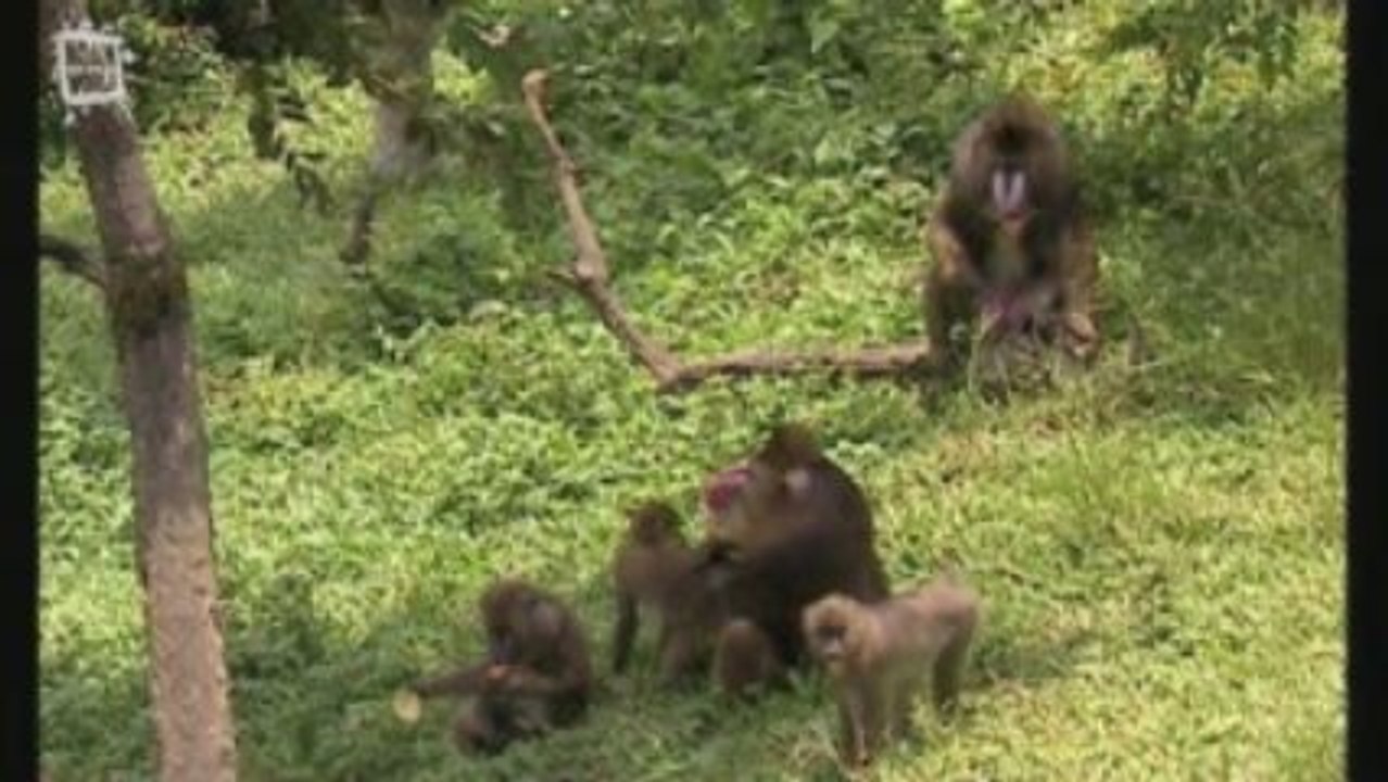 Mandrill (Mandrillus sphinx) 1
