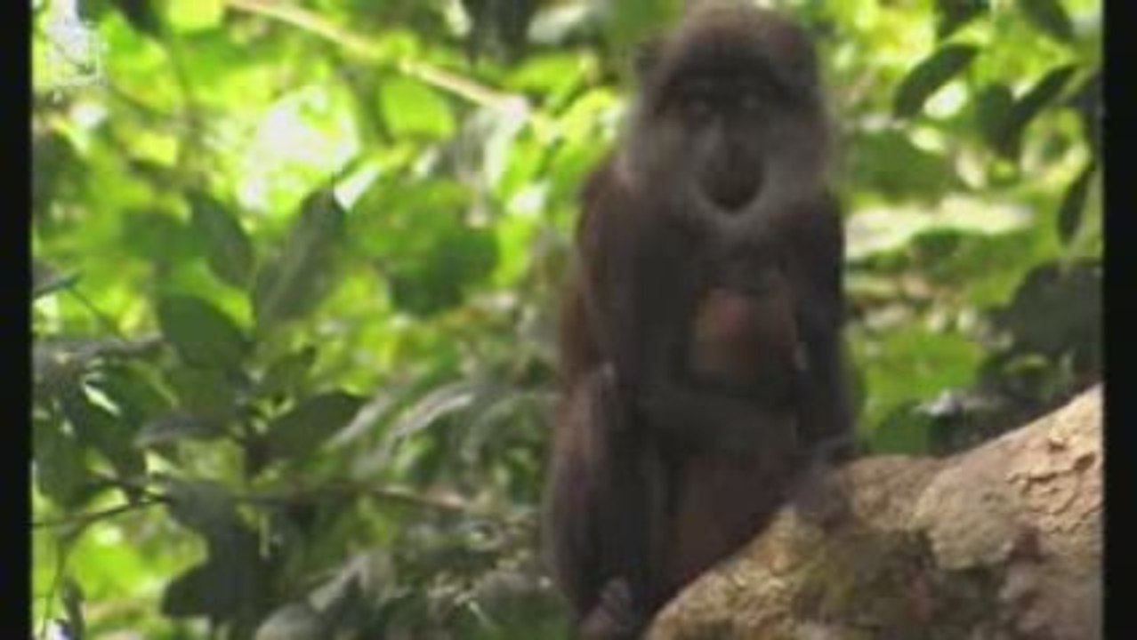Singe a queue de soleil (Cercopithecus solatus)