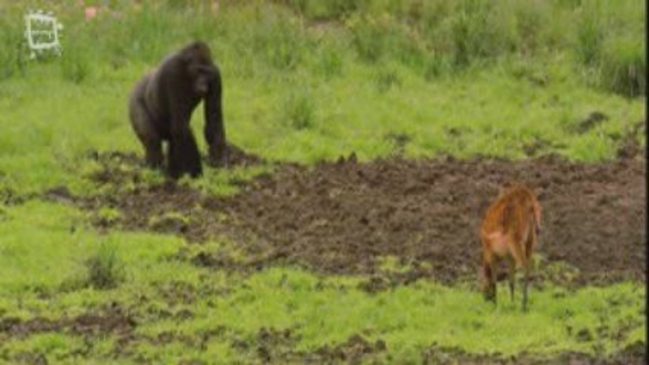 Marshbuck - Sitatunga ou guib d'eau (Tragelaphus spekii) 1