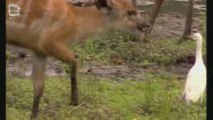 Marshbuck - Sitatunga ou guib d'eau (Tragelaphus spekii) 2