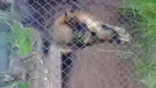 video0017