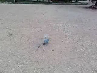 Petit vol "tranquile" sur le camping avec le Copter-X