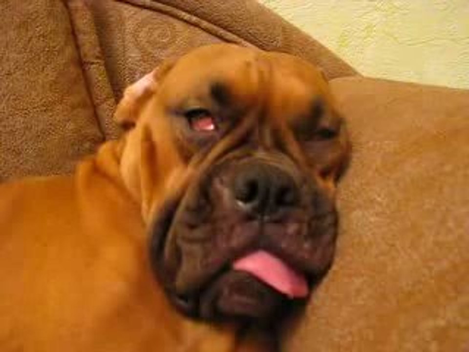 Un boxer en plein rève !