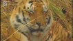 Bengal Tiger - Tigre du Bengale (panthera tigris tigris)