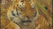 Bengal Tiger - Tigre du Bengale (panthera tigris tigris)