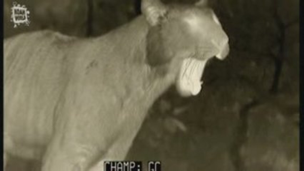 Bengal Tiger - Tigre du Bengale (panthera tigris tigris)