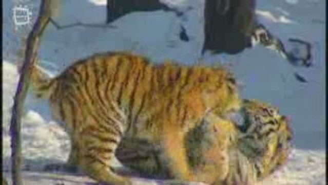 Amur Tiger - Tigre de Siberie (Panthera tigris altaica) 2