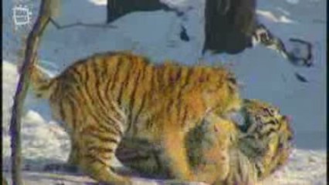 Amur Tiger - Tigre de Siberie (Panthera tigris altaica) 2