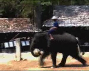 Les éléphants de Thaïlande