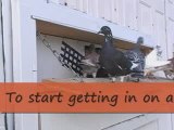 Pigeon Pals Daily Racing Club News 84 GreatFootage