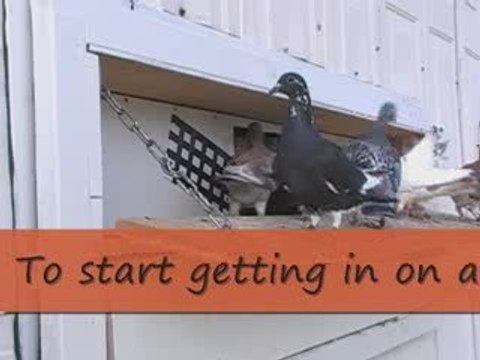 Pigeon Pals Daily Racing Club News 84 GreatFootage