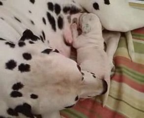 Camada A Jumalpa Dálmatas