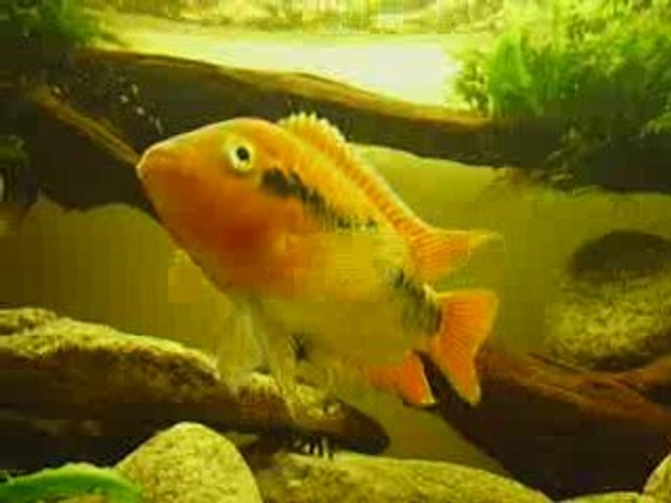 Archocentrus Multispinosus f2 du Nicaragua