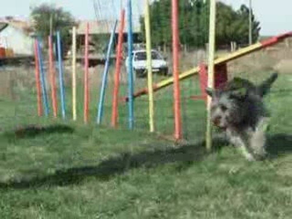 Un Après Midi Agility!